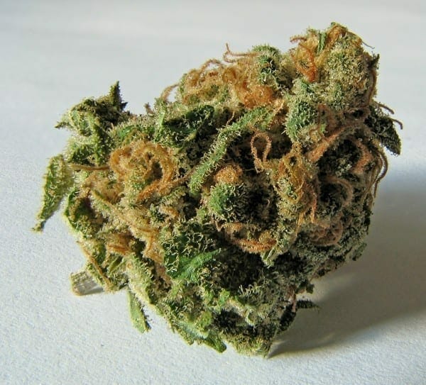 Flores secas de la planta Cannabis sativa. Los tricomas contienen grandes cantidades de tetrahidrocannabinol (THC), cannabidiol (CBD) y otros cannabinoides. Fuente: Wikipedia. Autor: Ryan Bushby