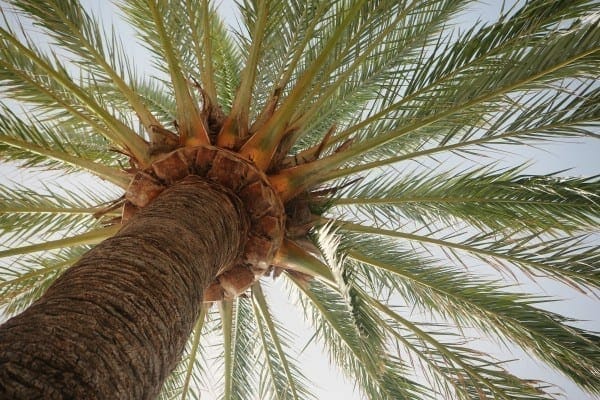 tree-spain-palm