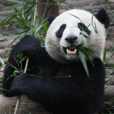 Panda gigante. Fuente: flickr. Autor: Chen Wu