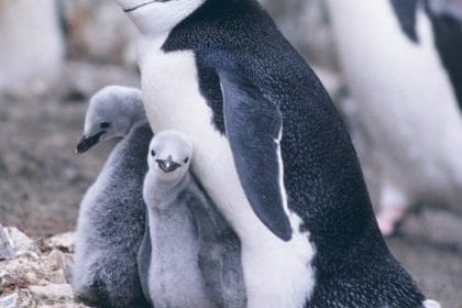 Los pingüinos también se ponen los cuernos