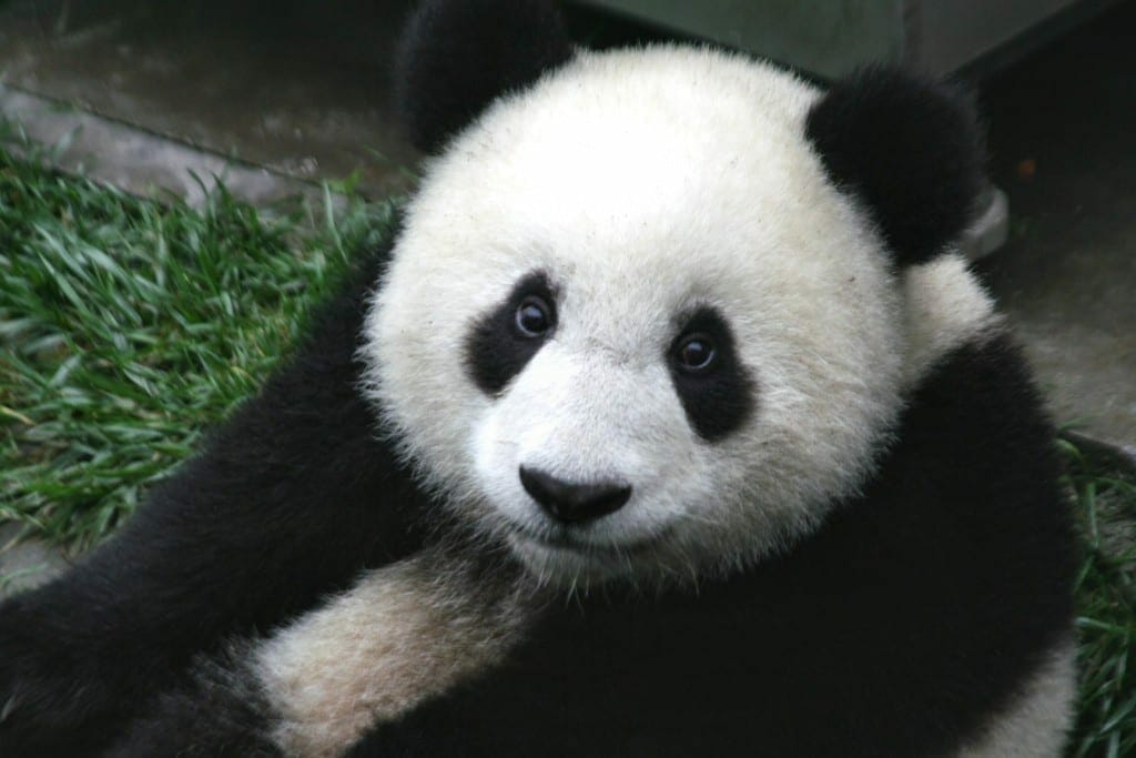 Un panda gigante en la Reserva natural nacional Wolong, Sichuan. Fuente: Wikipedia. Autor: Sheilalau