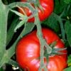 Hallan cómo mejorar el sabor de los tomates comerciales