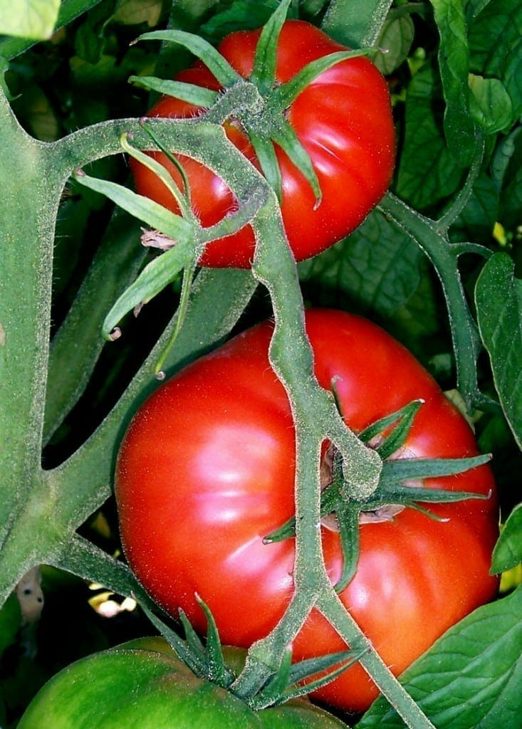 Hallan cómo mejorar el sabor de los tomates comerciales