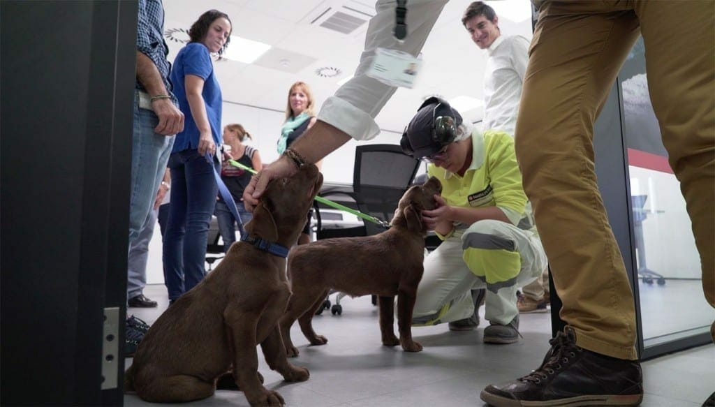 Purina colabora con Fundación Adecco y Associació CRIT para socializar a futuros perros de terapia