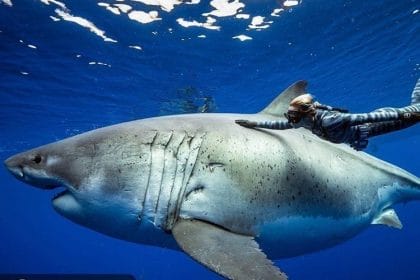 Deep Blue, el Tiburón Blanco Más Grande del Mundo