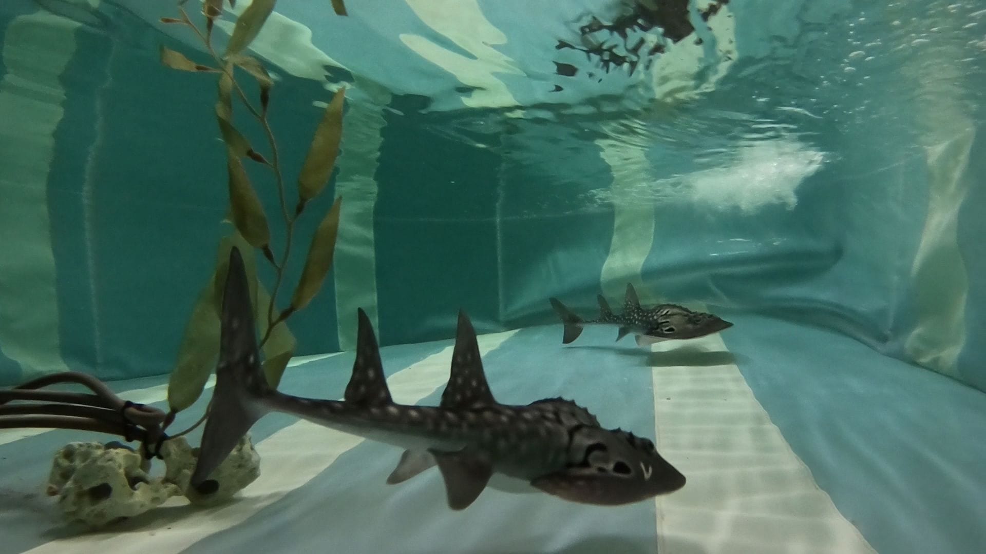 Loro Parque exhibe, por primera vez en España, a una pareja de tiburones ‘Rhina ancylostoma’