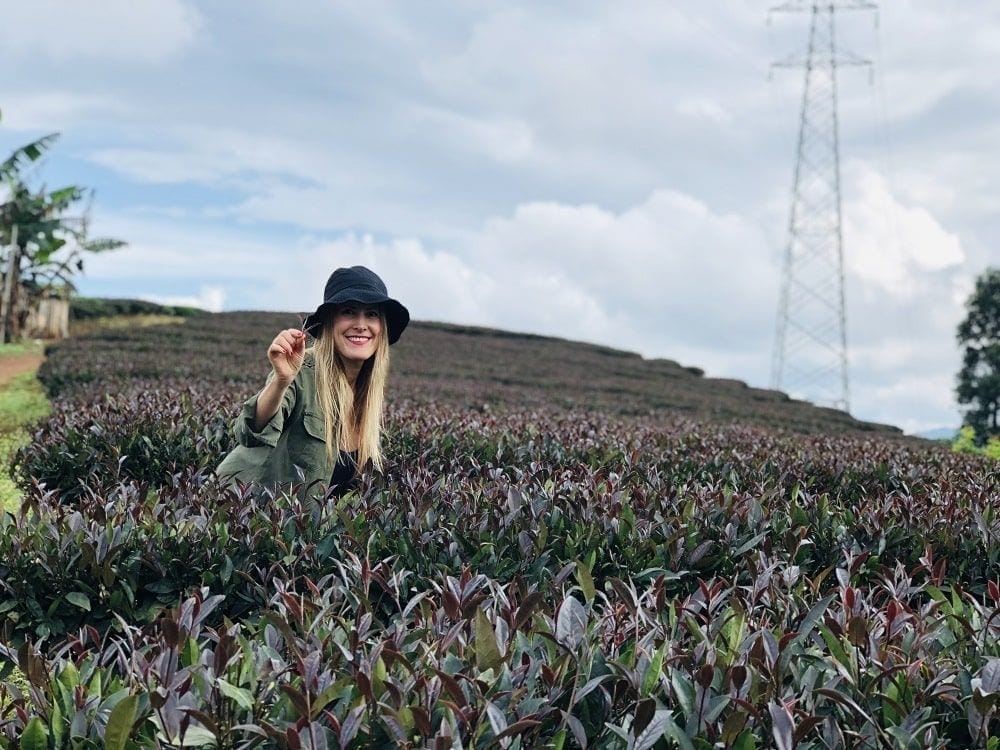 El té morado aterrizará en España y Argentina de la mano de El Club del Té