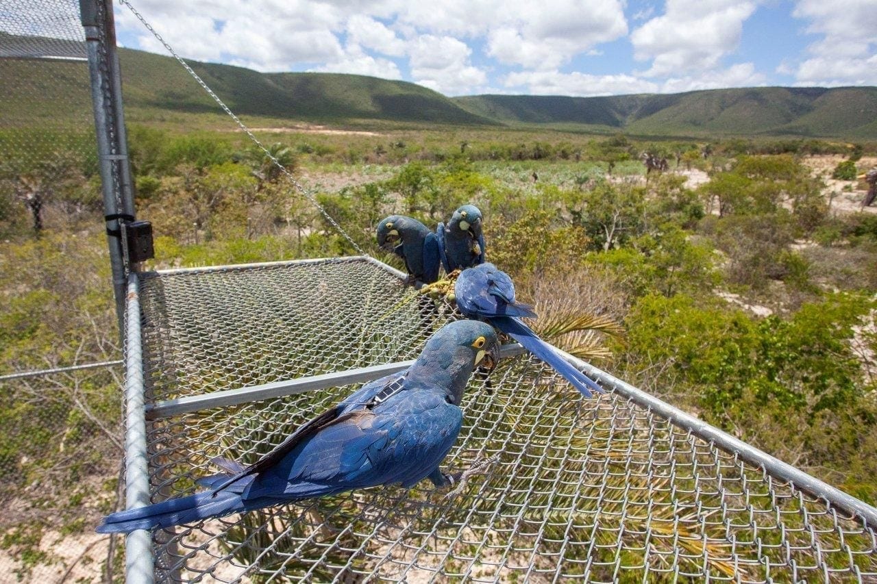Loro Parque Fundación logra que 6 loros en peligro de extinción vuelen en su medio natural en Brasil