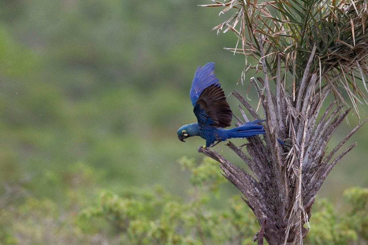 Loro Parque Fundación logra que 6 loros en peligro de extinción vuelen en su medio natural en Brasil