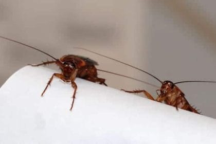Los científicos proponen un nuevo método que consiste en reducir la reproducción de las cucarachas. / IBE (CSIC-UPF)