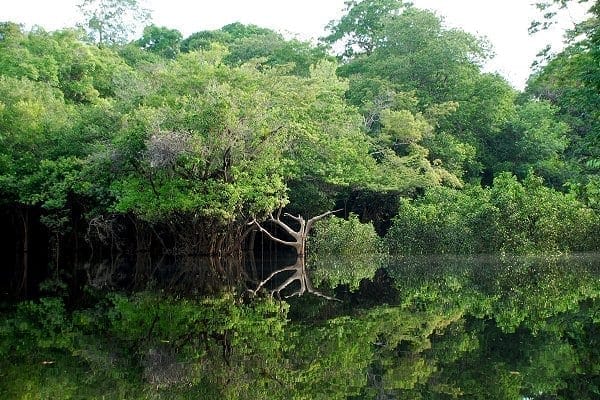 Orilla del río Negro (Amazonas), al oeste de la ciudad de Manaos.