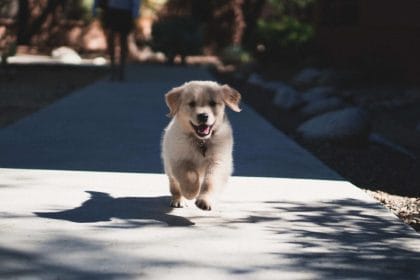 Edgard & Cooper propone 5 tips para educar a un cachorro