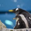 Loro Parque recibe el año dando la bienvenida a varias crías de pingüino de diferentes especies