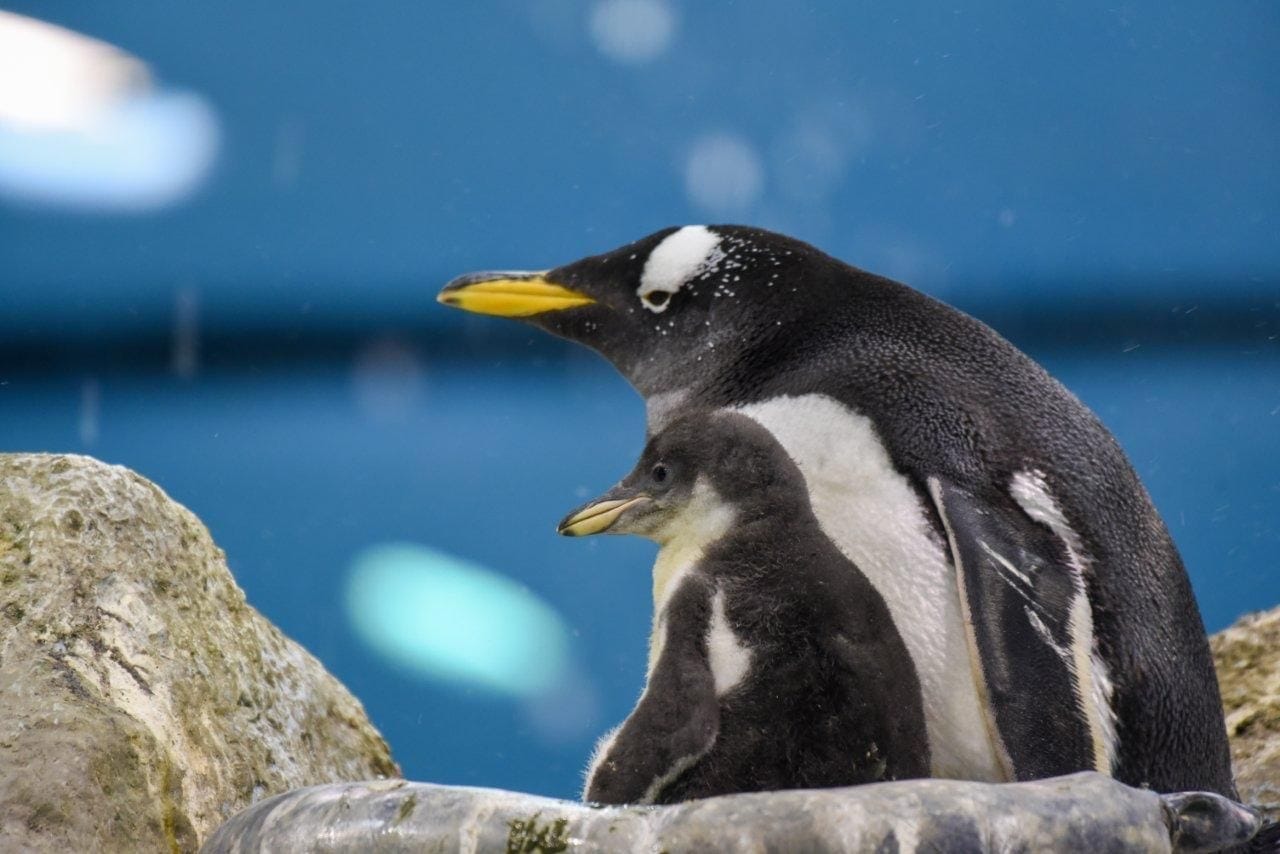 Loro Parque recibe el año dando la bienvenida a varias crías de pingüino de diferentes especies