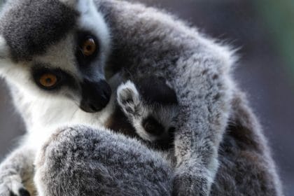 Un rayo de esperanza en Loro Parque: nace una cría de lémur de cola anillada