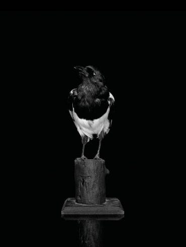 Sarah Jones Magpie (Camera) (I) framed c-type print from black and white negative mounted on aluminium 60 x 48 cm 2021