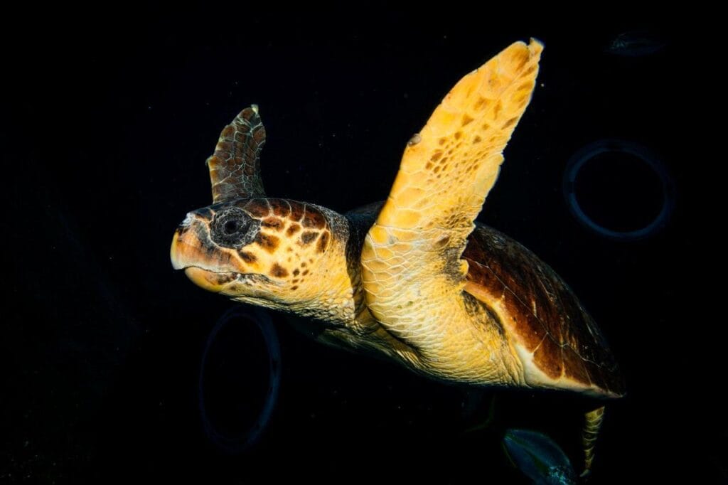 Una tortuga encontrada en estado crítico se recupera en Poema del Mar antes de ser devuelta al mar