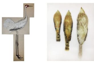 Left: Ida Applebroog, After Wilson (Whooping Crane), 2018. Oil and ultrachrome ink on Belgium portrait linen; 3 panels, plaque. Overall: 191.1 x 106.7 x 2.5 cm. Right: Ida Applebroog, Hawk, 2018. Ultrachrome ink on mylar, 137.2 x 99.1 cm. Photos: Emily Poole © Ida Applebroog. Courtesy Hauser & Wirth