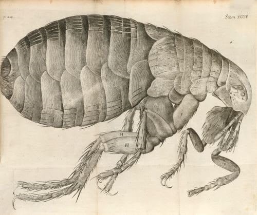 Micrographia: or some Physiological Descriptions of Minute Bodies made by Magnifying Glasses by Robert Hooke (1635-1703). A first edition of Hooke’s most celebrated work and the most influential work in the history of microscopy, it is estimated at $15,000 – 25,000. 