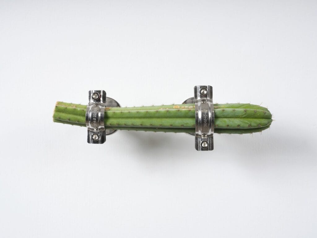 Trevor Yeung, Pull it together, 2022, Echinopsis pachanoi, size variable. Image courtesy of artist and Blindspot Gallery.