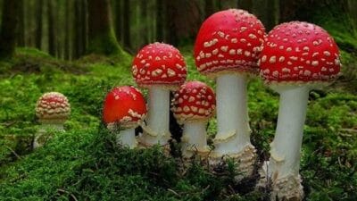 fantastic fungi documentary netflix