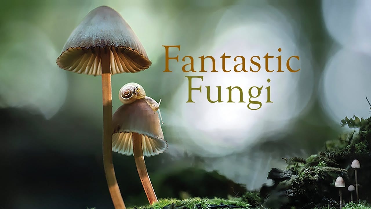 Fantastic Fungi. Documental. Crítica