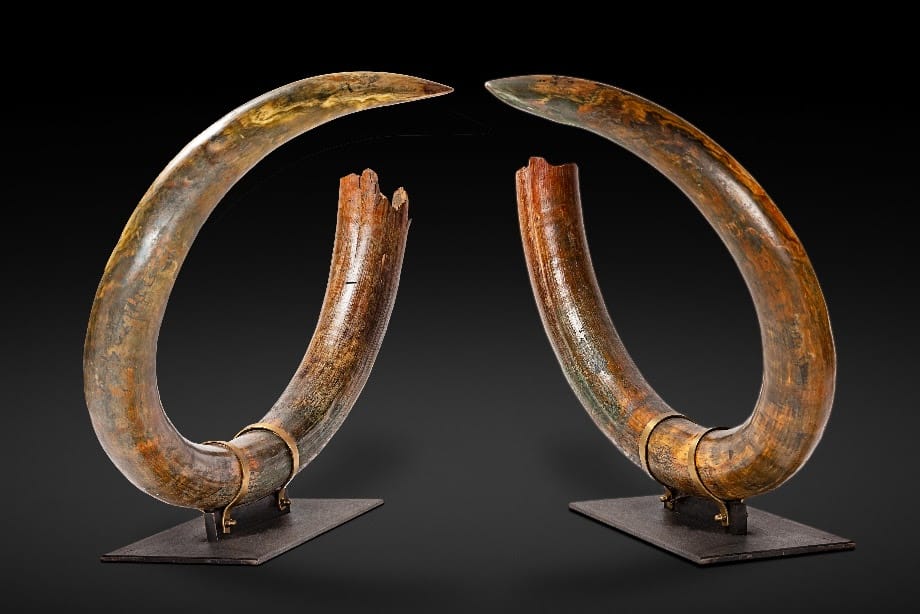 A pair of woolly mammoth tusks fetched €50,775
