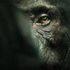 El imperio de los chimpancés documental netflix