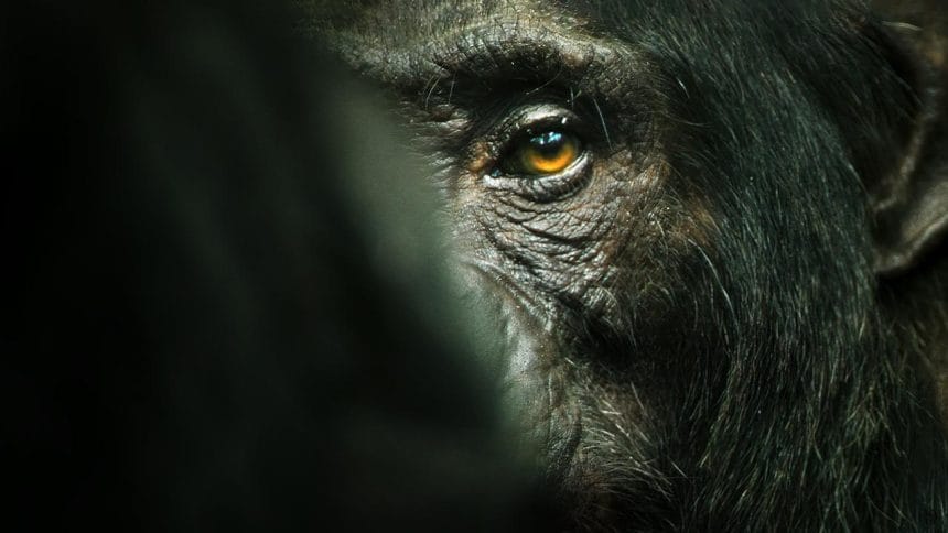 El imperio de los chimpancés documental netflix