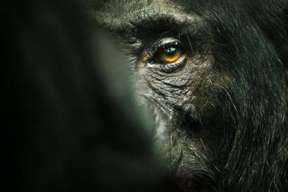 L'Empire des chimpanzés documentaire netflix