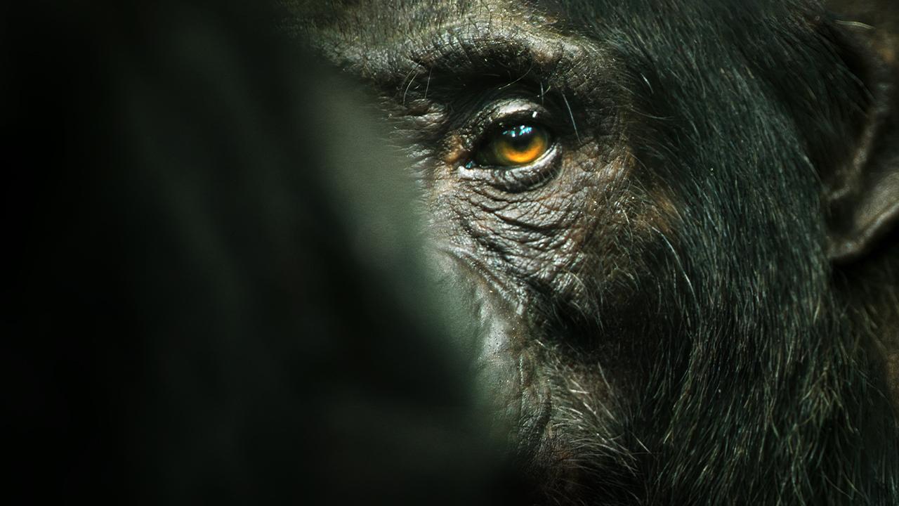 L'Empire des chimpanzés documentaire netflix