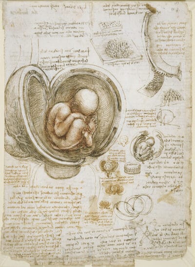A page showing Leonardo's study of a foetus in the womb (c. 1510), Royal Library, Windsor Castle
