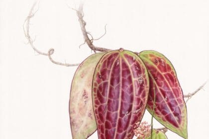 Hoya latifolia. Eunike Nugroho. RHS Botanical Art and Photography Show 2023. © Eunike Nugroho