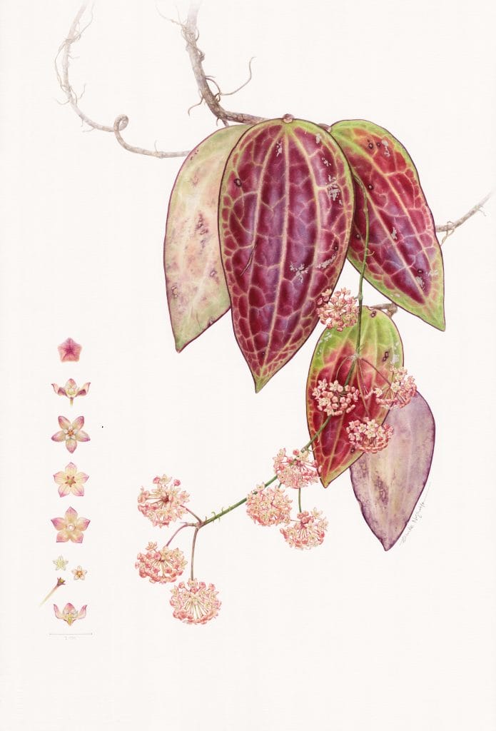 Hoya latifolia. Eunike Nugroho. RHS Botanical Art and Photography Show 2023. © Eunike Nugroho