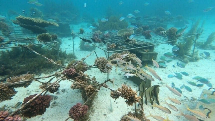Transplanted coral at the restoration site (Image source: N. Nazurally, EcoMode Society)