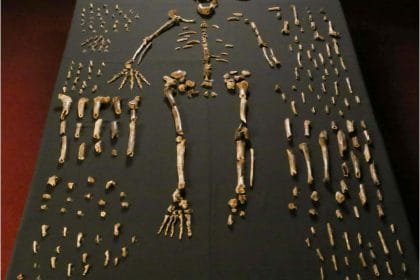 Dinaledi skeletal specimens