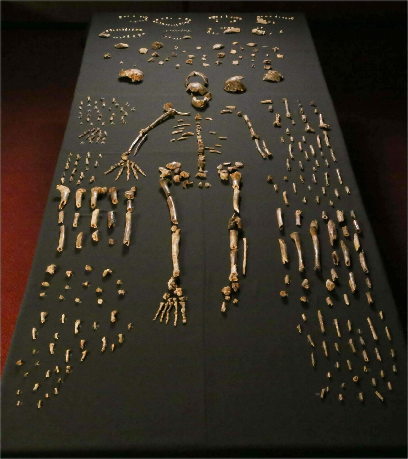 Dinaledi skeletal specimens