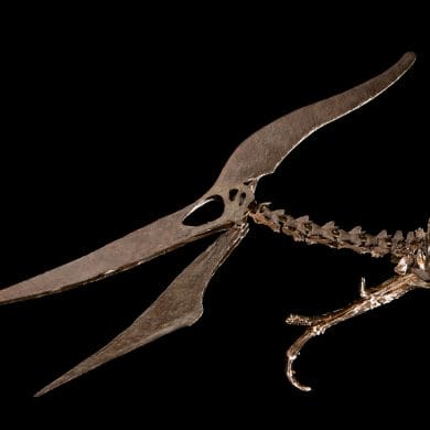 Pteranodon longiceps, Estimate $4 – 6 Million