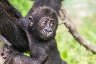 Baby Gorilla Cam