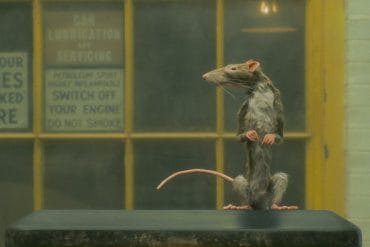 The Rat Catcher