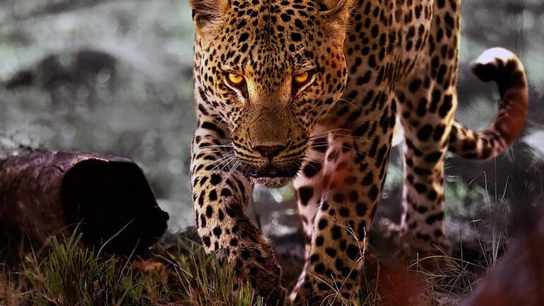Documentário “A Vida dos Leopardos” Estreia na Netflix