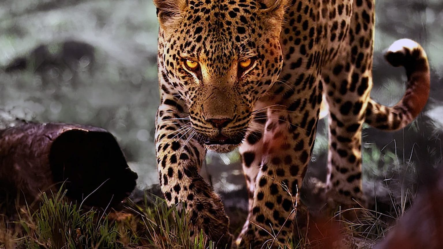 Leben mit Leoparden