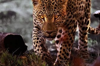 A Vida dos Leopardos
