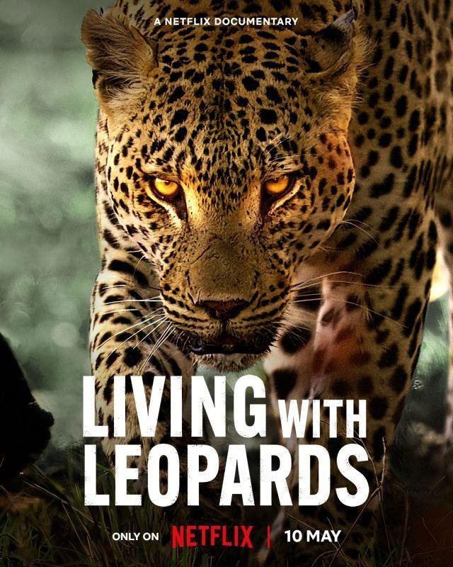 Netflix to Premiere Riveting Documentary "Living with Leopards" on May